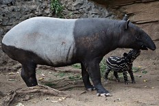 Tapir to be released into natural habitat in Jambi