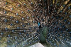 Bandung zoo keepers share challenges of breeding green peafowls