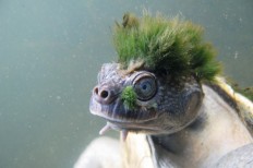 Punk, butt-breathing turtle joins unlucky club