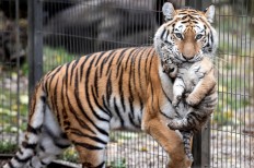 Popularity of tigers, lions, bears could be their downfall: Study