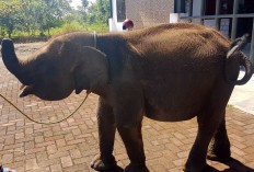 Elephant Erin learns to live with severed trunk