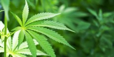 Teen cannabis use linked to higher risk of adolescent depression