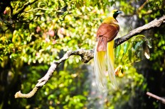 Endemic Cenderawasih species of Raja Ampat
