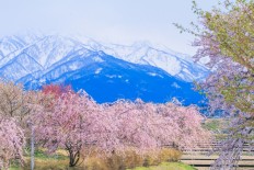 Japan's Alpine sightseeing route featuring 17-meter snow walls opens