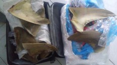 Suspected shark fin smugglers arrested at Soekarno-Hatta