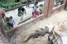 Human and animal conflict of the nation's menagerie