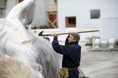 Whale killed by Iceland fishermen was not protected species: Institute