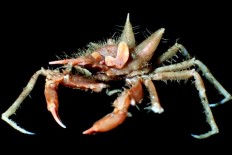 Found: Over 12 new crustacean species