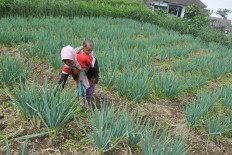 Child marriage norm on slopes of Merbabu, Merapi