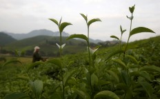 How healthy is too healthy? EU warns about green tea supplements