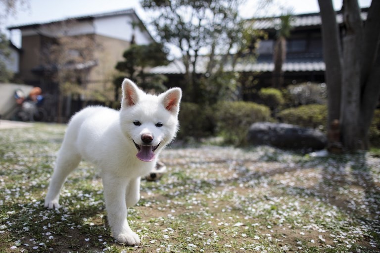 foreign dog breeds