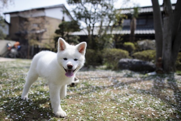 famous japanese akita