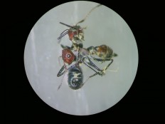 Ants that 'explode' to fight foes discovered on Borneo