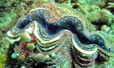 TV program under fire for showing protected giant clam being cooked