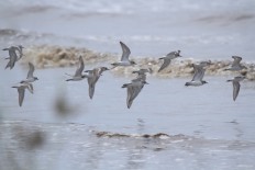 Migrating birds from Siberia, Alaska land in West Kalimantan