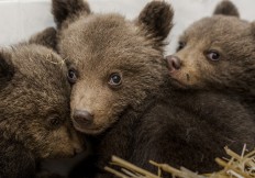 Where's mum? Three bear cubs rescued in Bulgaria