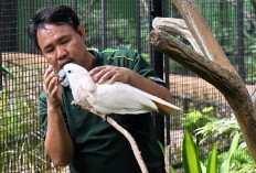 Deaf 'bird whisperer' forms rare bond with feathered friends