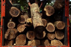 Police arrest two on suspicion of illegal logging in Riau