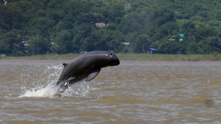 An Irrawaddy dolphin breaches the water in this undated photo. Irrawaddy dolphins can be found in rivers, lakes and seas across southern Asia, from the northwest Bay of Bengal to the south of Indonesia.