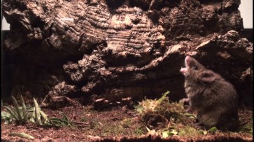The melodious mouse that sings for sex