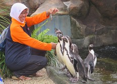 Eco-park hopes to breed Humboldt penguins in Batu