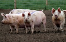 Scientists keep pigs' brains alive for 36 hours