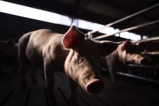  China culls 38,000 pigs as swine fever spreads 