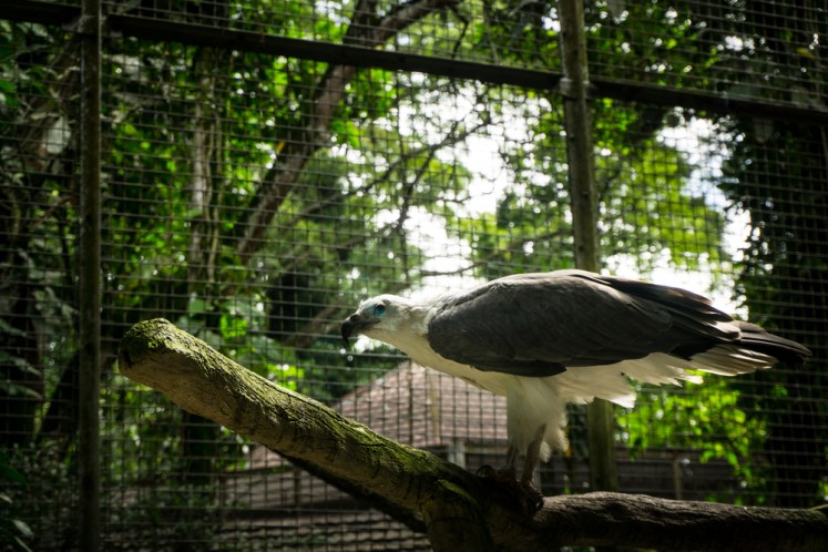 Taman Safari Indonesia, Hino Indonesia team up to protect Javan hawk-eagle