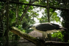 Conservation project announced for Javan hawk-eagle
