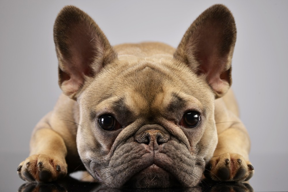 Really cute french sales bulldogs