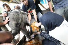 Endangered elephant calf caught in trap saved