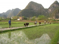 Another problem with China's coal: Mercury in rice