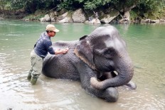 Three elephants in Jambi relocated to prevent inbreeding