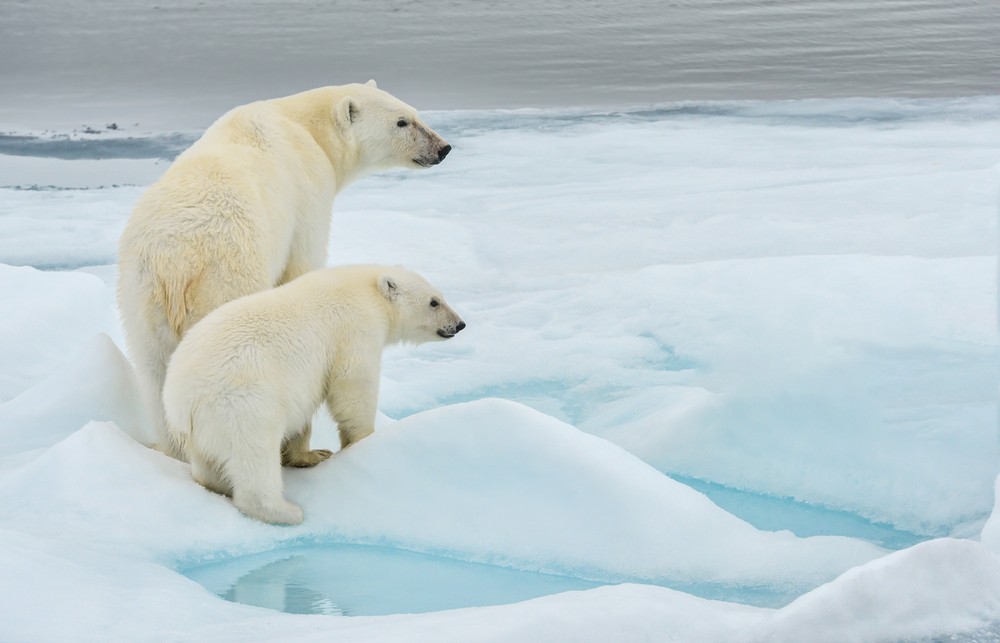 'Invasion' of polar bears in Russian Arctic over - Environment - The ...