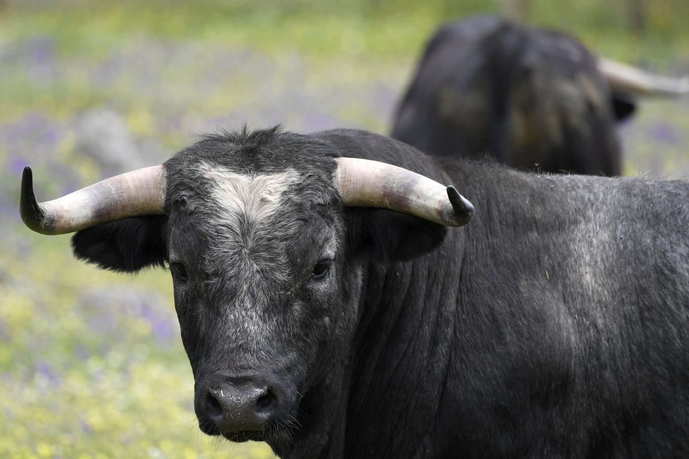 Breeding Fighting Bulls In Spain A Family S Passion Art Culture The Jakarta Post