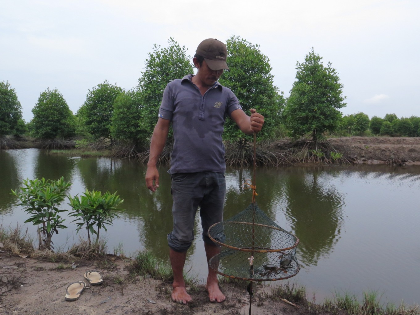 mangroves before palm oil