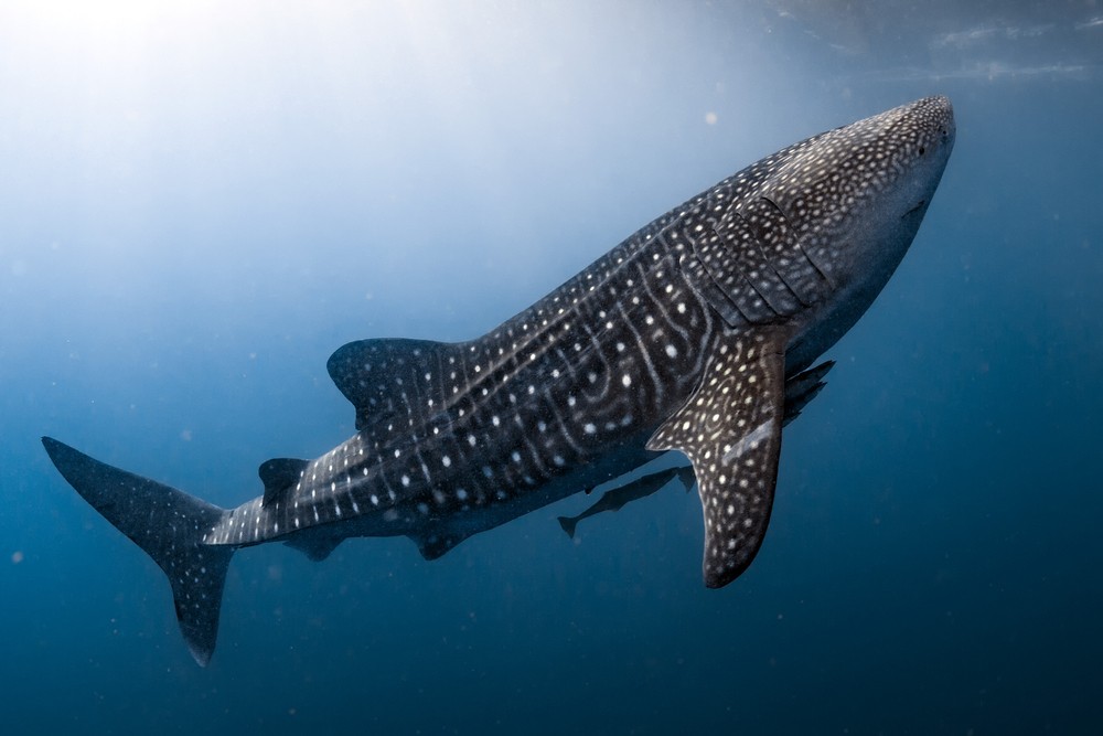 whale shark eating fish from net