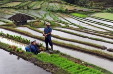 Addressing accuracy in chronic rice data problem