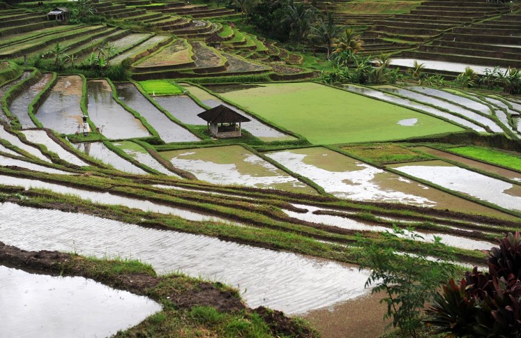 Rice terraces are seen on January 1, 2014, at Jatiluwih village in Tabanan regency, Bali.