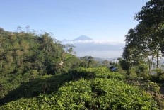 Nglinggo tea plantation to build viewing post
