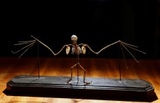 Bats have hung around for 33 million years, fossil show