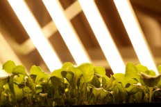 Growing up - why the UAE's first vertical farm could be a regional gamechanger