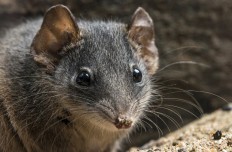 Too much sex puts Australia marsupials on endangered list