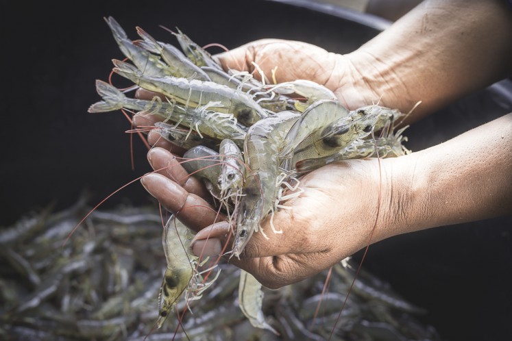 Shrimp, seafood.