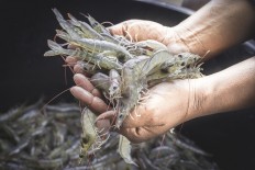 Industry pushes swift action on radioactive shrimp scare