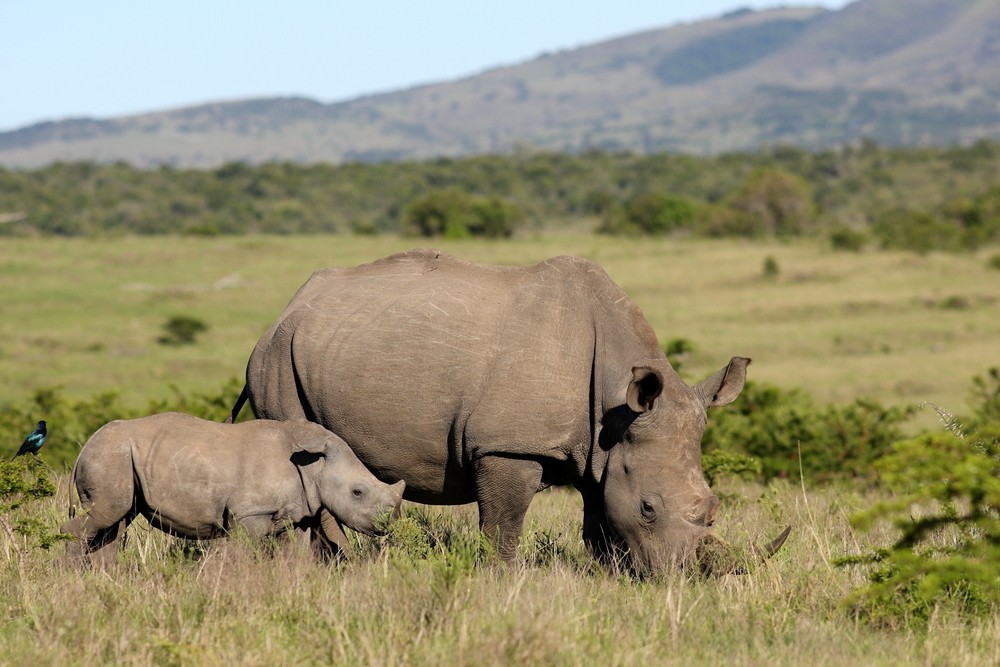 Southern White Rhinoceros - Rhino Rest