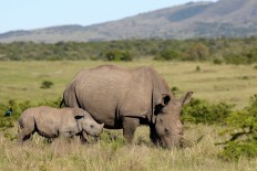 Pregnancy of southern white rhino at US zoo could save subspecies