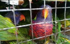 Smuggling of hundreds of parrots foiled at Soekarno-Hatta airport