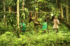 Orphaned orangutans get second chance at life in E. Kalimantan forest school