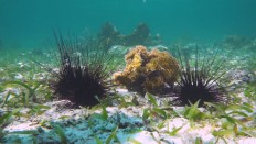 Japan, Russia to team up on sea urchins, berries